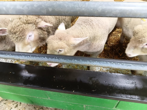 Bocketts Farm Park-莱瑟黑德必去景点