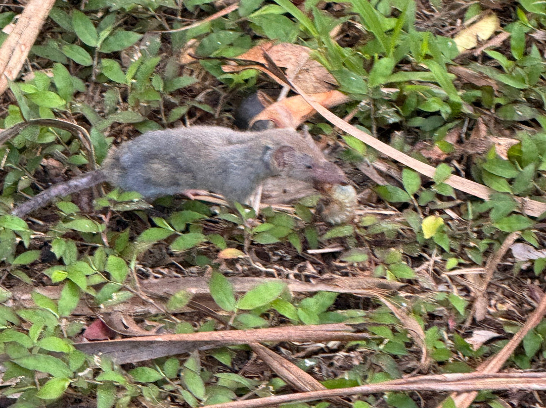 Mauritian Wildlife Foundation (MWF)-Vacoas必去景点