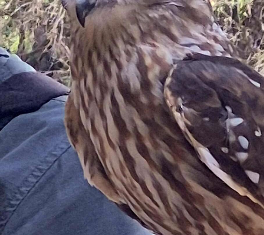 Capes Raptor Centre-玛格丽特河必去景点