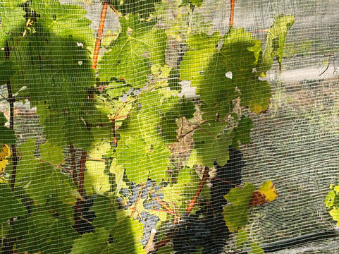 Vinedo Umana Dajud-莱瓦镇必去景点