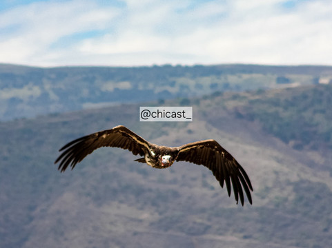 African Scenic Safaris-莫西必去景点