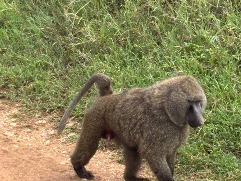 Shayona Safaris & Tours-姆万扎必去景点