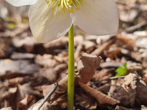 Gasthof - Pension Ödsteinblick主图