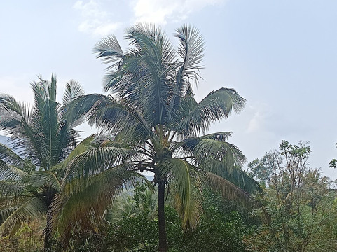 花瓣度假村主图