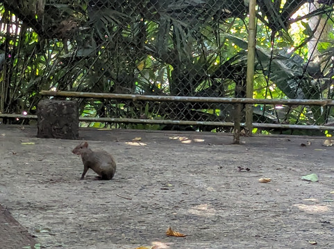 Ancon Hill-巴拿马城必去景点