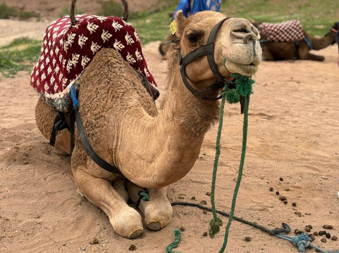 Dunes & Desert-马拉喀什必去景点