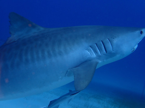 Epic Diving-West End必去景点
