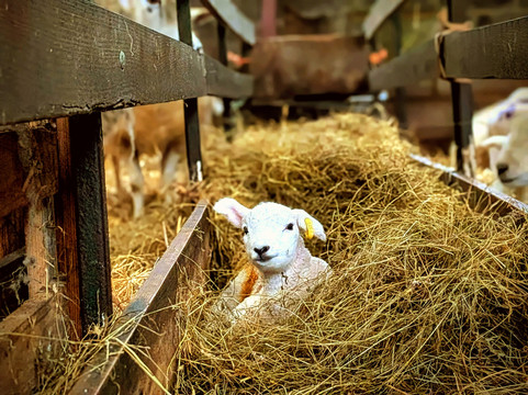 South Lakes Farm Experiences-Grange-over-Sands必去景点