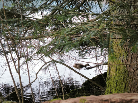 Lac de Longemer-Xonrupt-Longemer必去景点