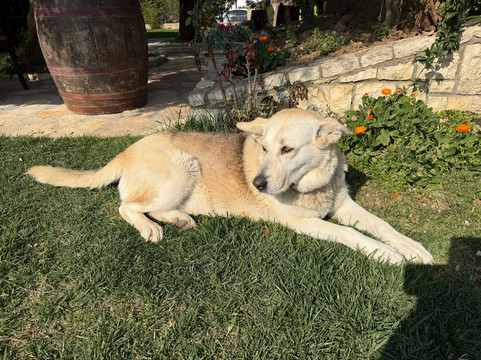 Cobo Winery-Ura Vajgurore必去景点