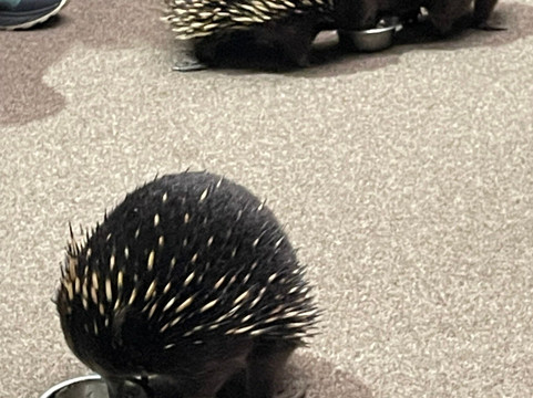 Platypus House-Beauty Point必去景点