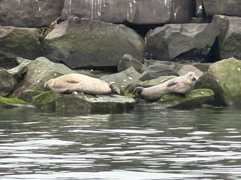 Cape Water Tours-刘易斯必去景点