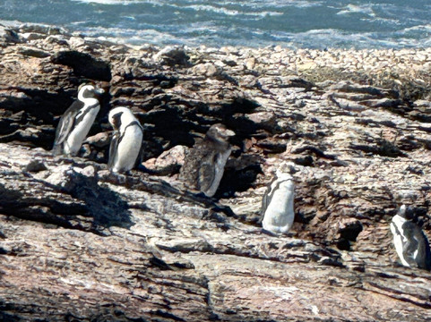 Penguin Catamaran Tours-吕德里茨必去景点