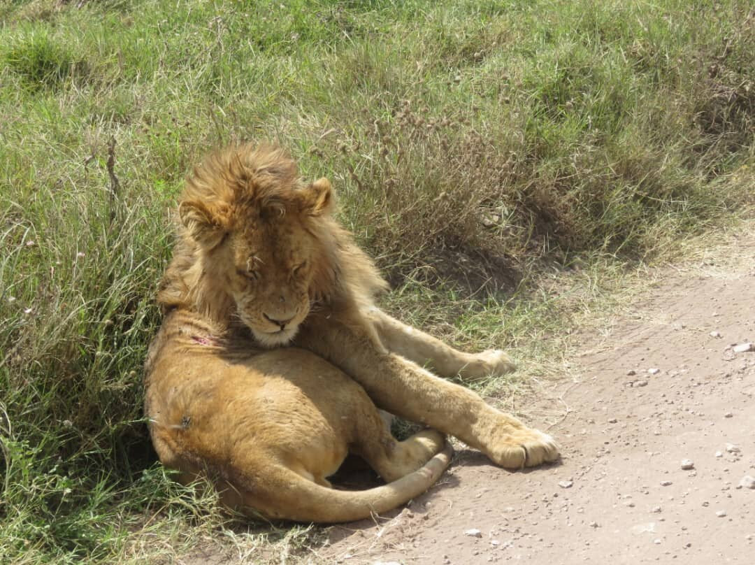 Tanzania Wildheart Adventures-阿鲁沙必去景点