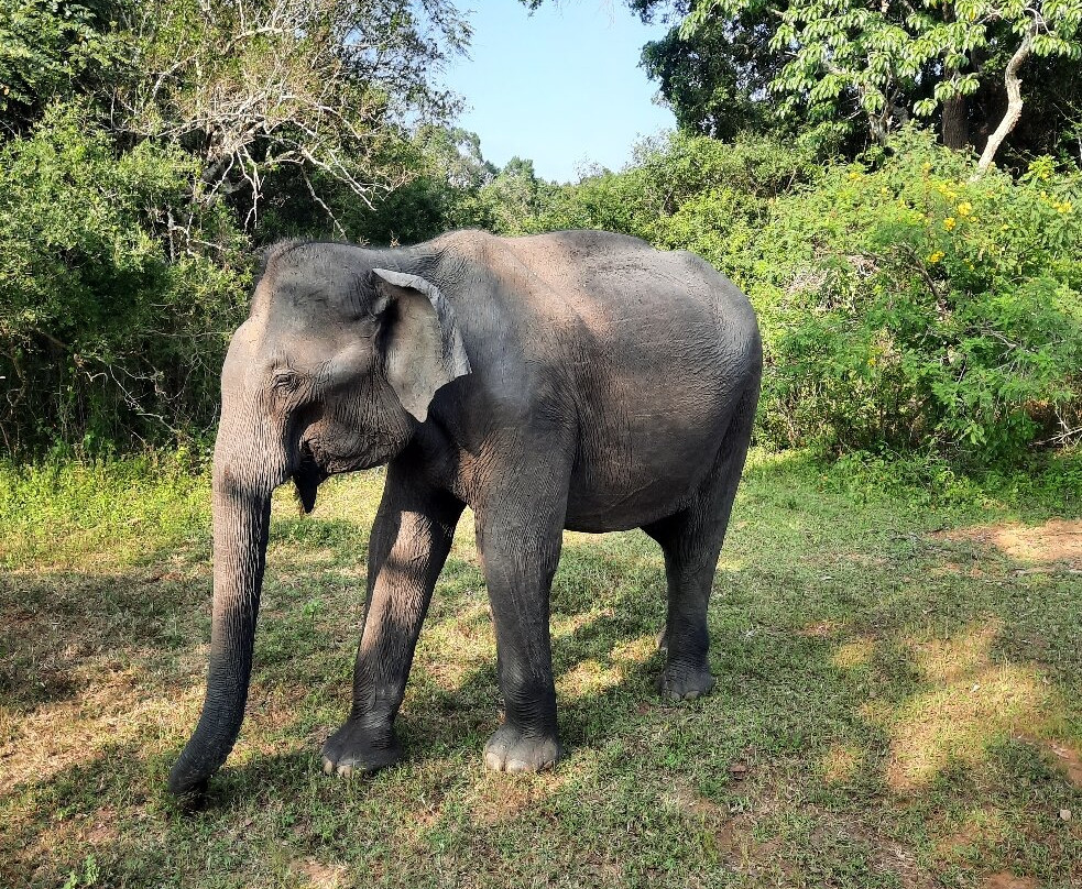 Capital Lanka Tours-科伦坡必去景点