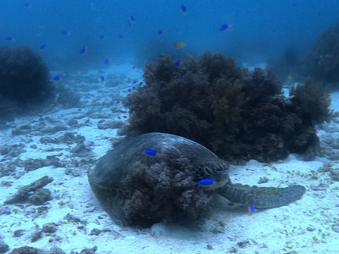薄荷岛潜水俱乐部潜水中心-邦劳岛必去景点