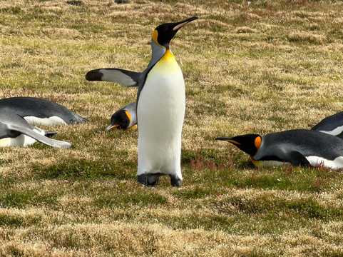 Kidney Cove Tours-Stanley必去景点