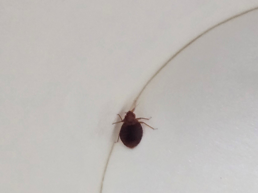 巴特里克市中心呗盟套房酒店主图