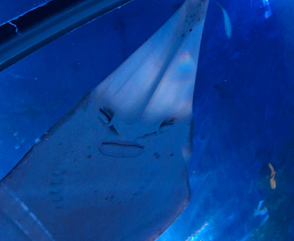 AQWA The Aquarium Of Western Australia-拉瑞斯必去景点