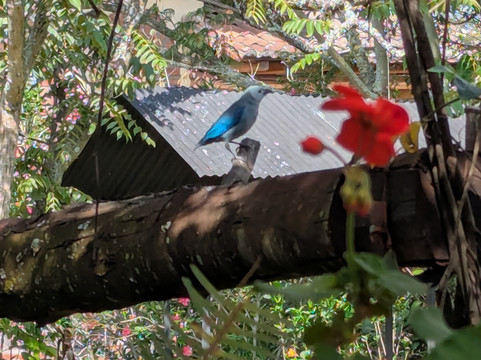 Ecuador Birds Tours-基多必去景点