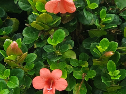 Laie Hawaii Temple-拉叶必去景点