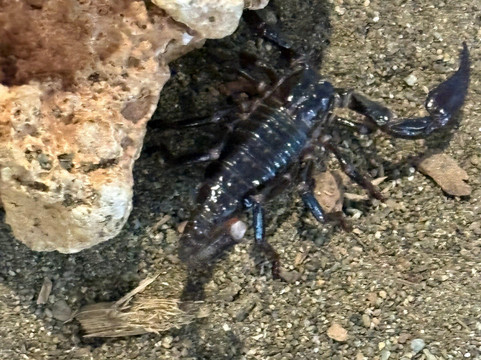 Palawan Butterfly Ecological Garden and Tribal Village-公主港必去景点