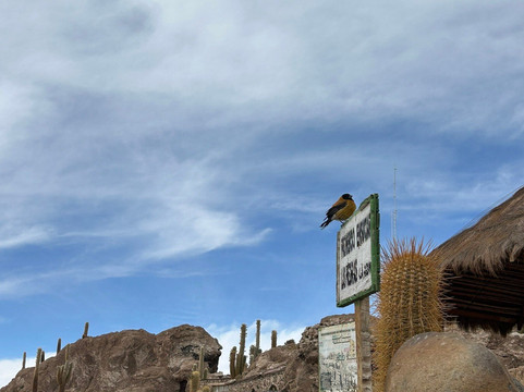 Isla Incahuasi-乌尤尼必去景点