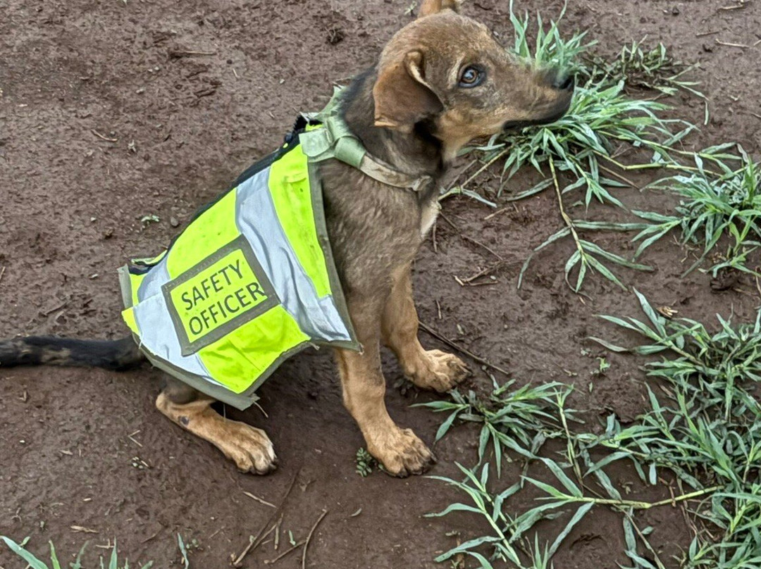 Kilimanjaro Balloon Safaris-安博塞利国家公园必去景点