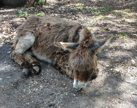 Furzey Gardens-Minstead必去景点