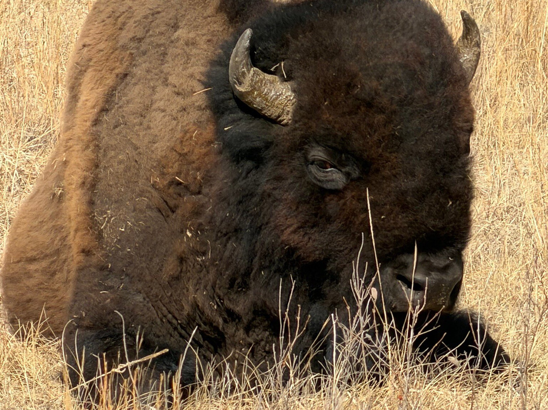 Wind Cave National Park-Wind Cave National Park必去景点
