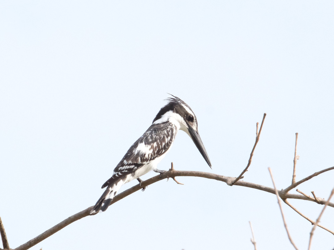 Senegambia Birding-Mandinari必去景点