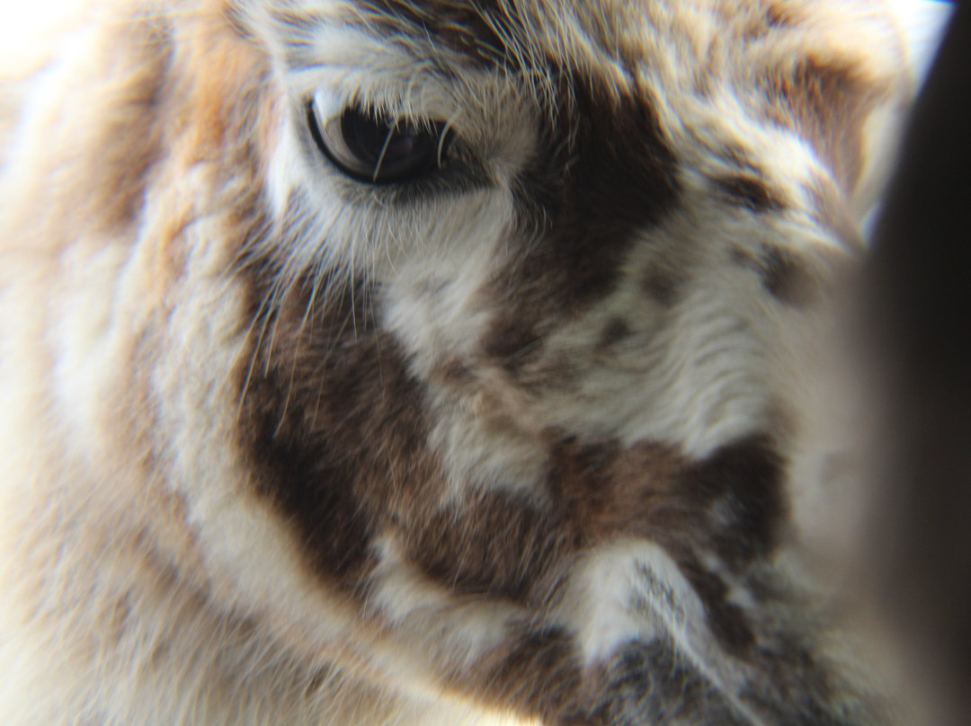 Tennessee Safari Park-Alamo必去景点