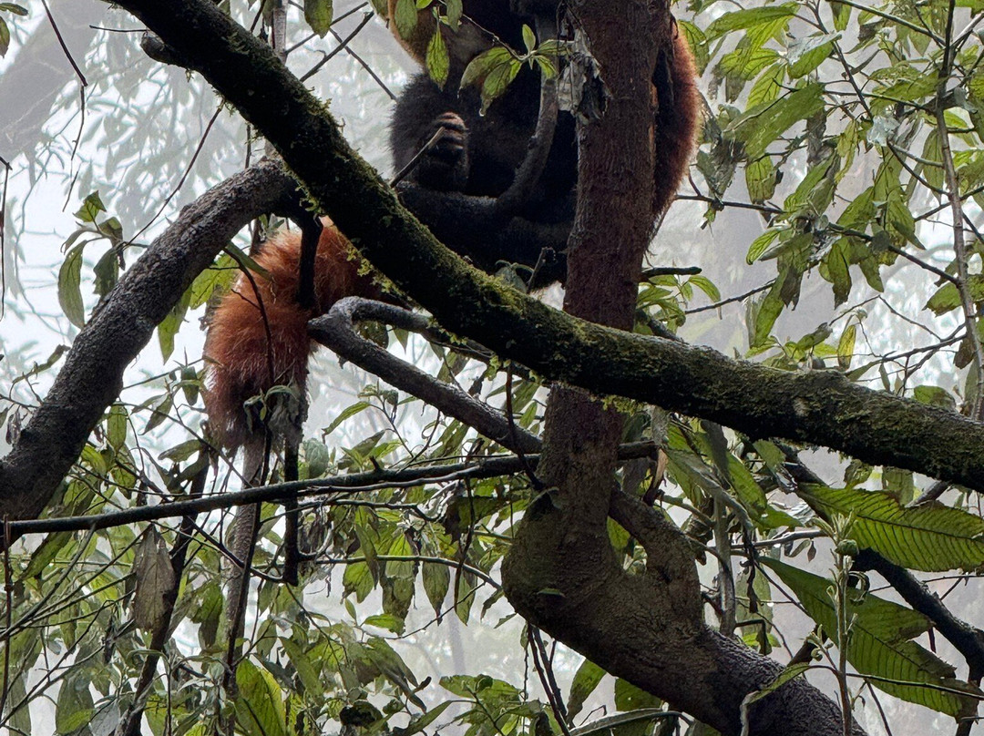 Padmaja Naidu Himalayan Zoological Park-大吉岭必去景点