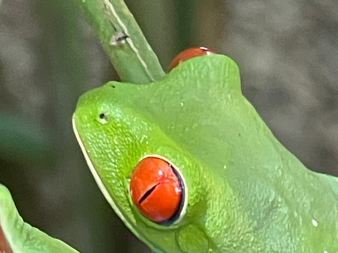 Conchal Adventures Costa Rica-孔查沙滩必去景点