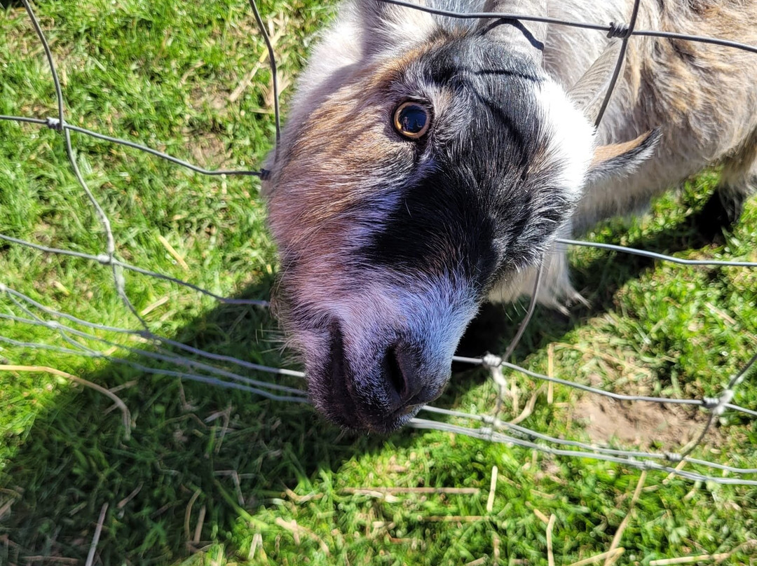 Tiny Steps Petting Farm-Bourne必去景点