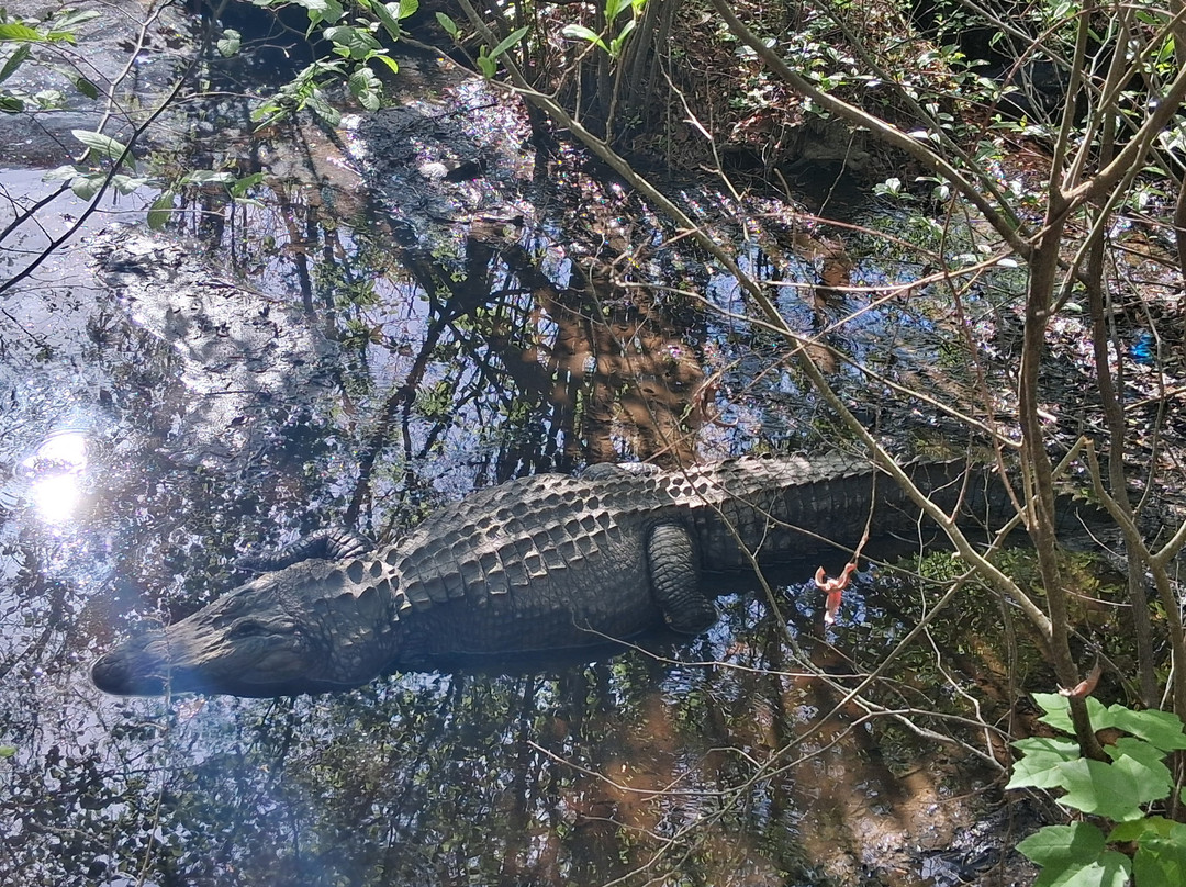 The Swamp Park-Ocean Isle Beach必去景点