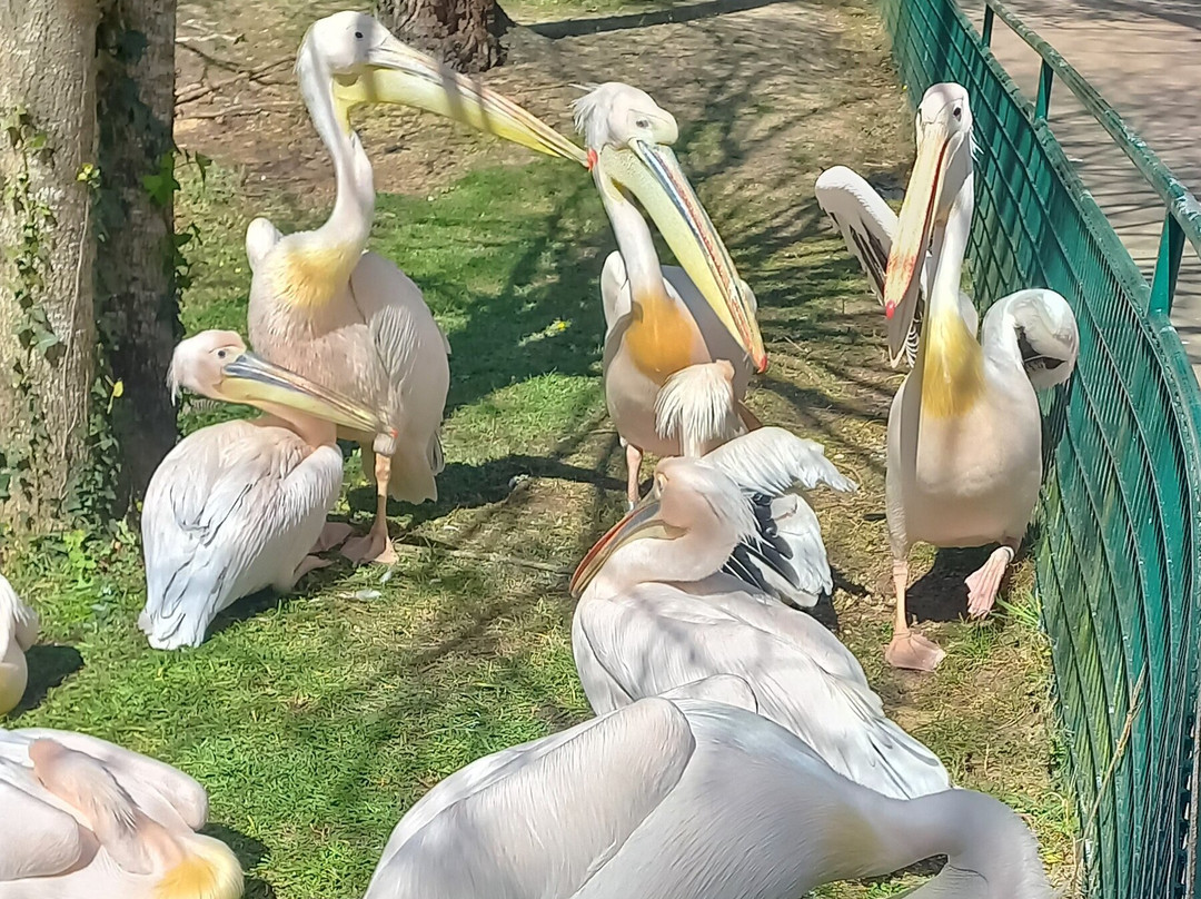 Zoo de La Palmyre-La Palmyre-Les Mathes必去景点