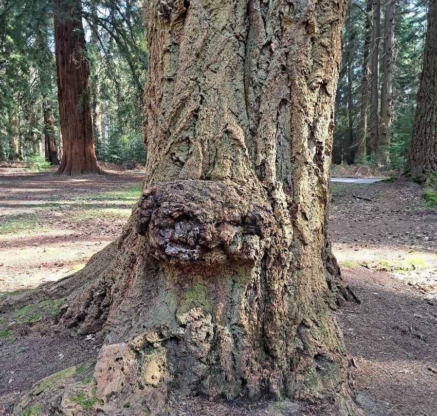 新森林国家公园-林德赫斯特必去景点