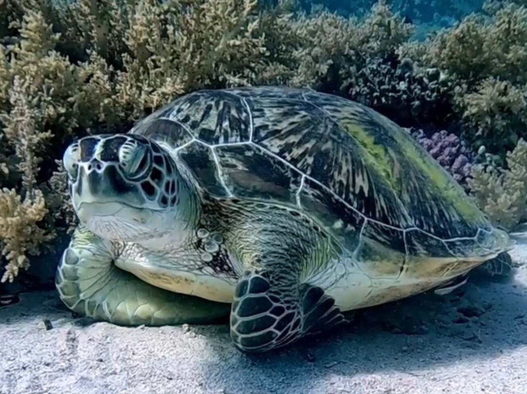 Sharm Scuba Service-沙姆沙伊赫必去景点