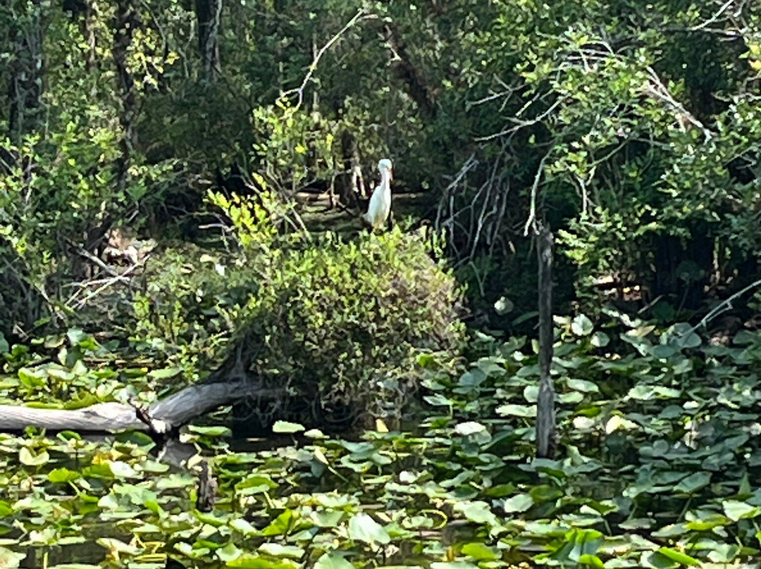 Six Mile Cypress Slough Preserve-迈尔斯堡必去景点