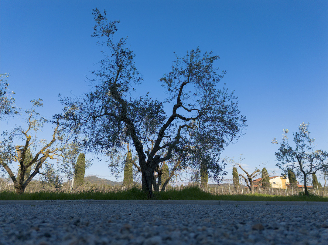 Podere San Michele农场
