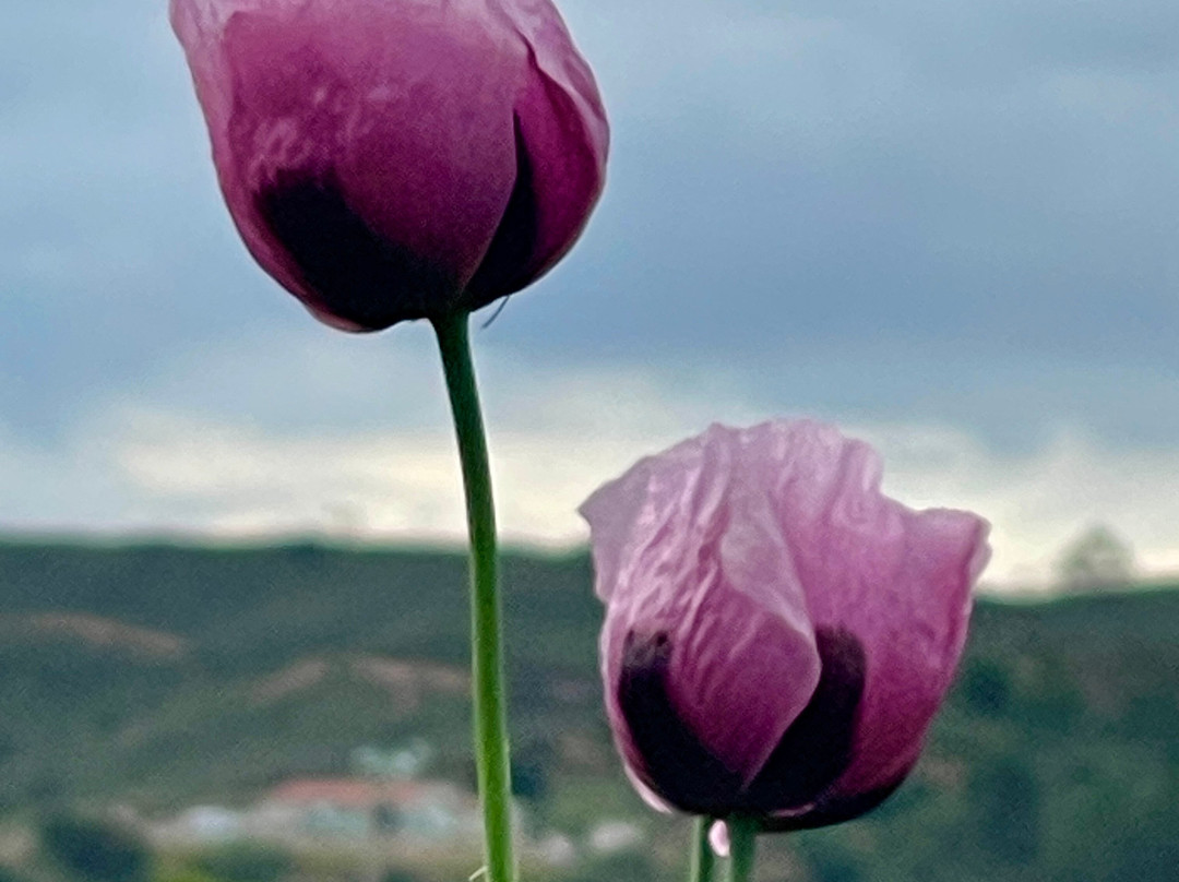 Quinta da Luz - 高级精品B&B主图