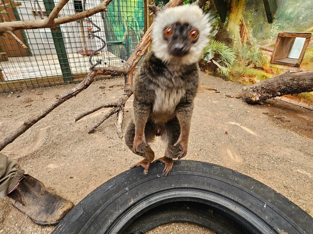 Auchingarrich Wildlife And Adventure Park-Comrie必去景点
