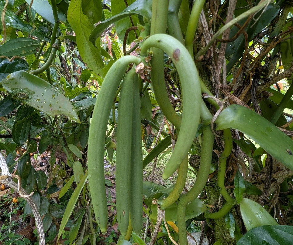 Plantation Beauvallon-Le Morne-Rouge必去景点