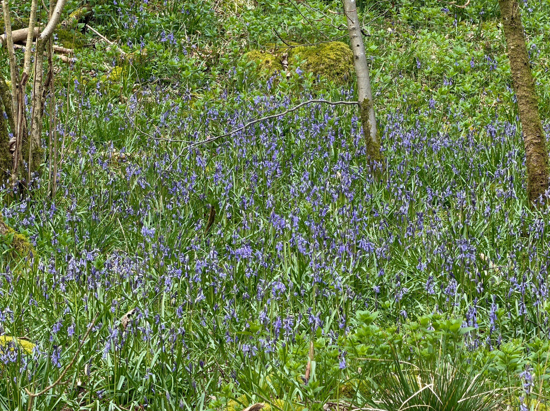 Ingleborough Cave-Clapham必去景点