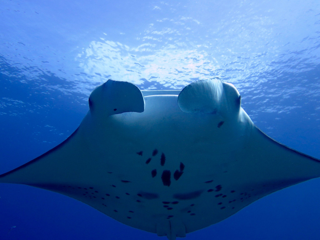 Euro-Divers Vilamendhoo-维拉蔓豪岛必去景点