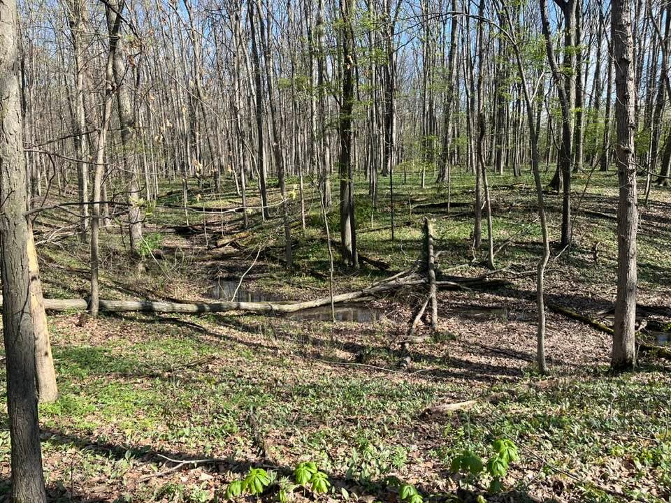 Fallen Timbers Battlefield-莫米必去景点