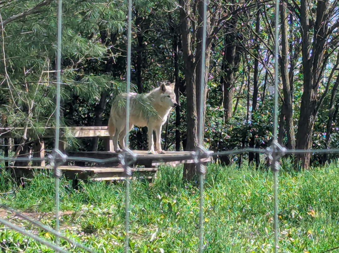 Wolf Sanctuary of PA-利蒂茨必去景点