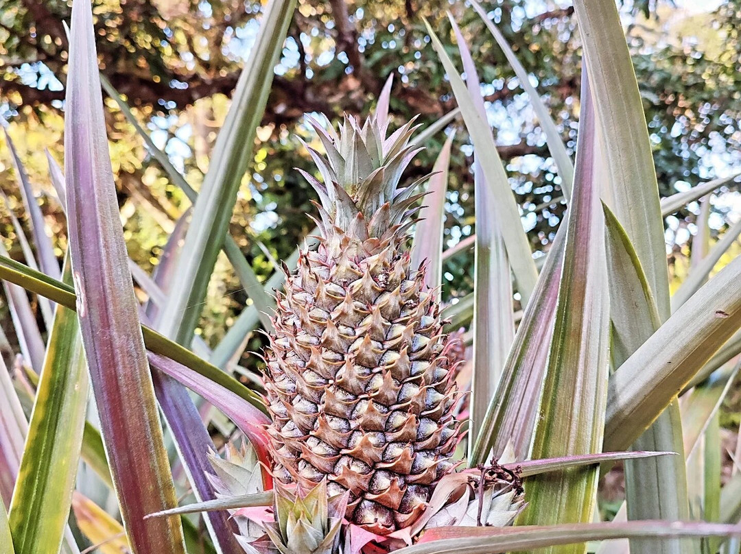 Old Reef Farm  - Fruit Tour