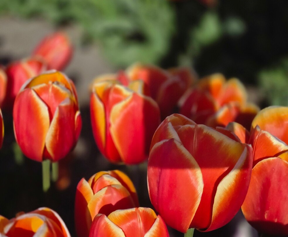 Ķīši Tulip Field